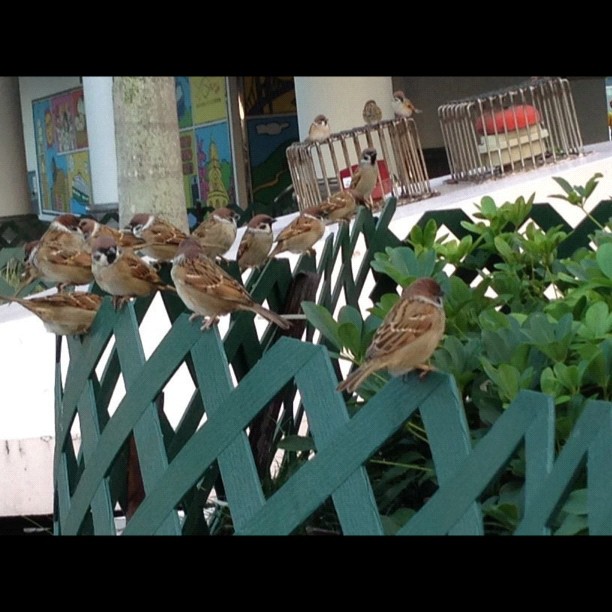 Lunch with birds