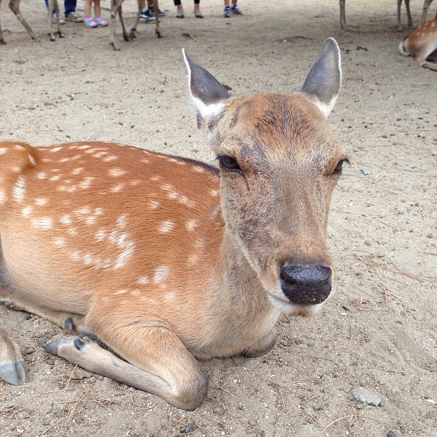 One of the 1200+ deers living at the part